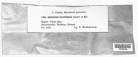 Septonema toruloideum image